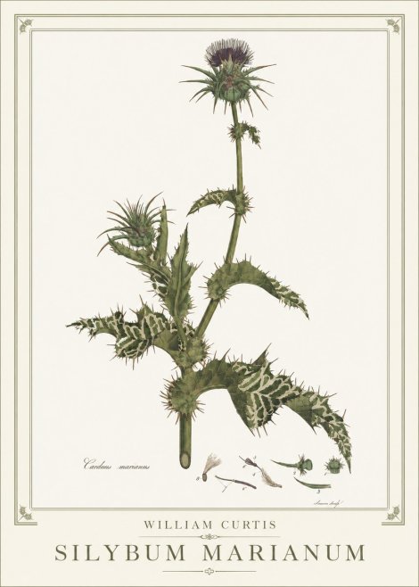 William Curtis Silybum Marianum No1 - Poster