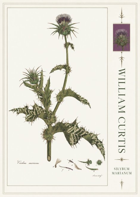 William Curtis Silybum Marianum No4 - Poster