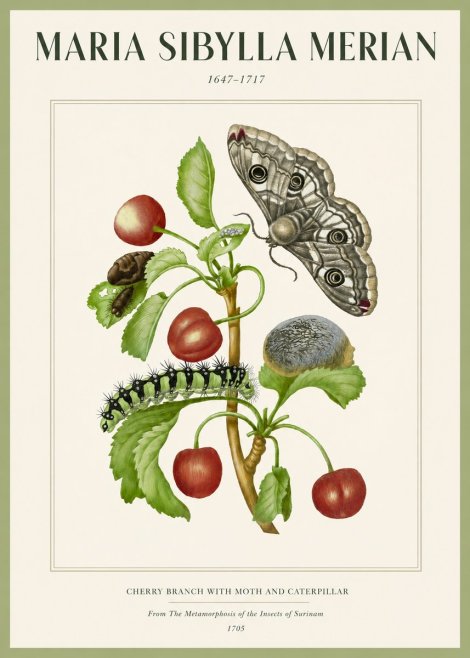 Maria Sibylla Merian Cherry Branch with Moth and Caterpillar No2 - Poster