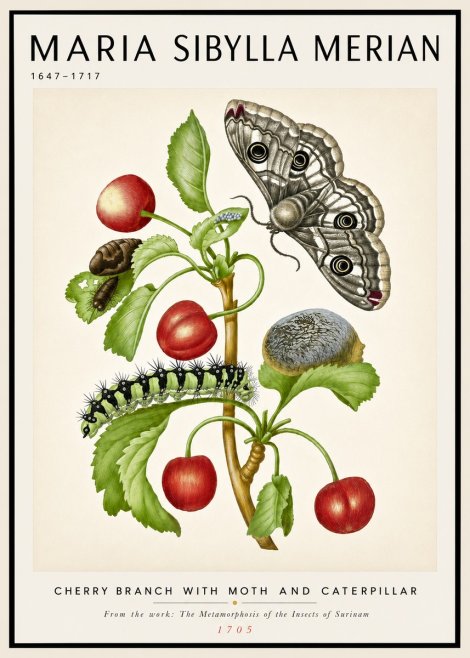 Maria Sibylla Merian Cherry Branch with Moth and Caterpillar No4 - Poster