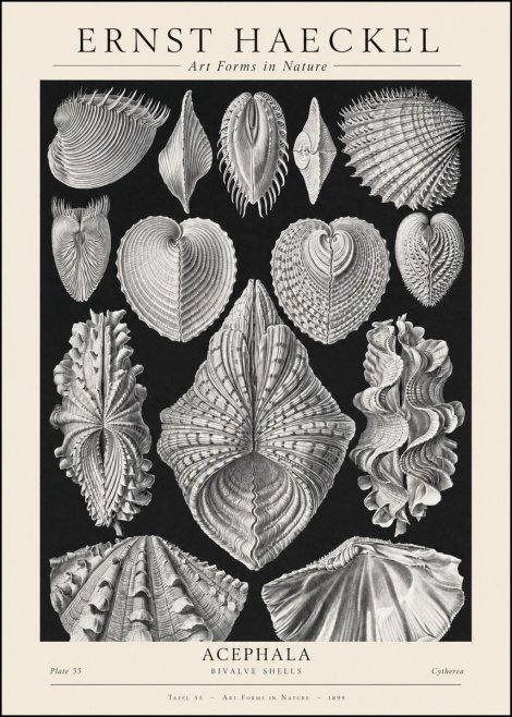 Ernst Haeckel Acephala — Brachiopods Plate 55 — Cytherea. No2 - Poster