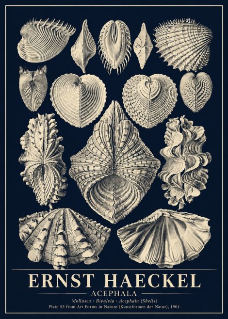 Ernst Haeckel Acephala — Brachiopods Plate 55 — Cytherea. No6 - Poster