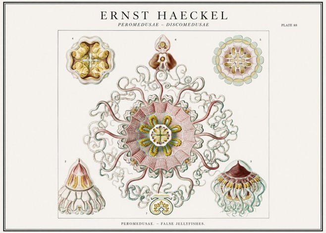 Ernst Haeckel Peromedusae – Discomedusae No1 - Poster