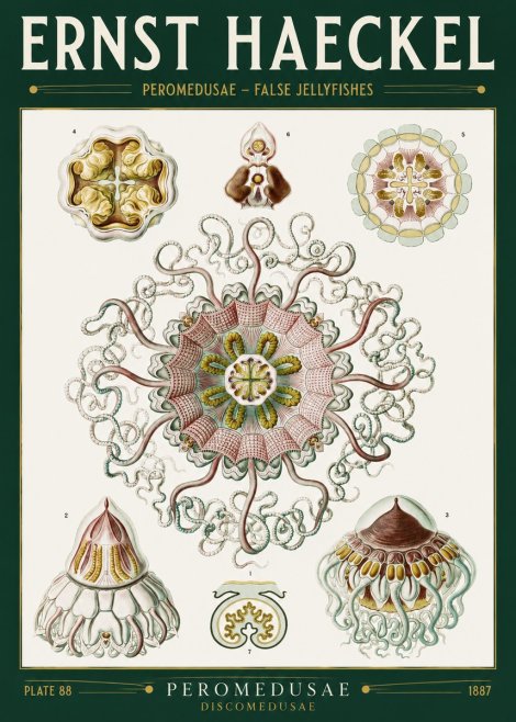 Ernst Haeckel Peromedusae – Discomedusae No2 - Poster