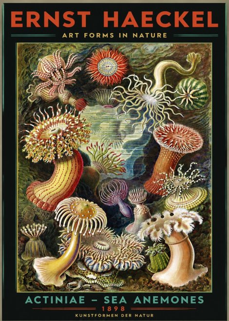 Ernst Haeckel Sea Anemones No3 - Poster