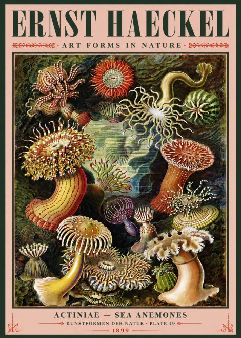 Ernst Haeckel Sea Anemones No5 - Poster