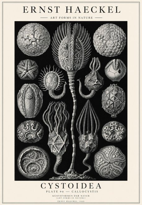 Ernst Haeckel Cystoidea - Callocystis No1 - Poster