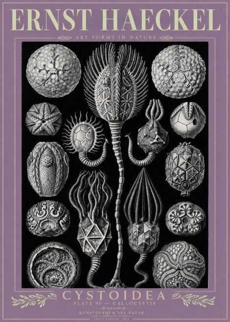 Ernst Haeckel Cystoidea - Callocystis No3 - Poster
