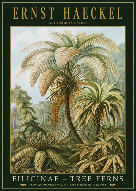 Ernst Haeckel Filicinae – Tree Ferns No2 - Poster
