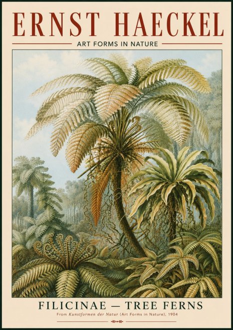 Ernst Haeckel Filicinae – Tree Ferns No4 - Poster