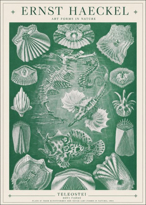 Ernst Haeckel Teleostei - Bony Fishes No1 - Poster