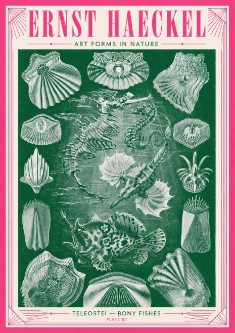 Ernst Haeckel Teleostei - Bony Fishes No3 - Poster