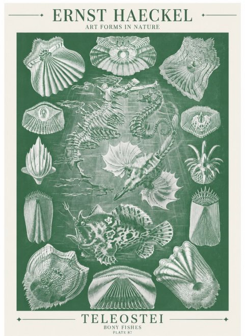 Ernst Haeckel Teleostei - Bony Fishes No6 - Poster