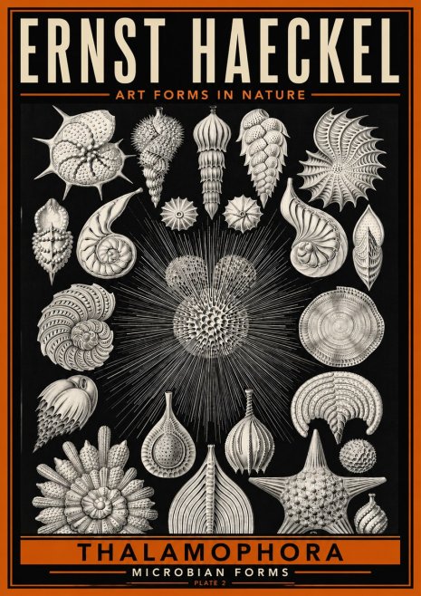 Ernst Haeckel Thalamophora - Microbian Forms - Plate 2 No6 - Poster