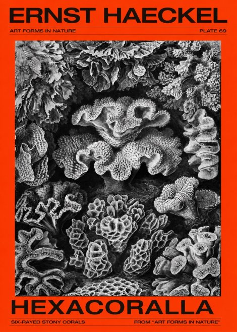 Ernst Haeckel Hexacorallia No4 - Poster