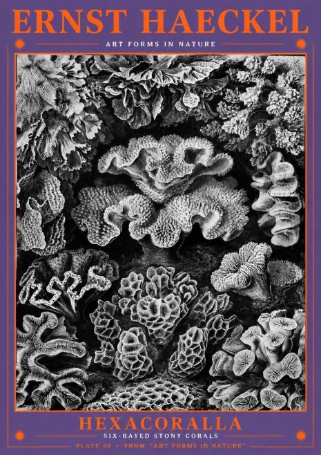 Ernst Haeckel Hexacorallia No6 - Poster