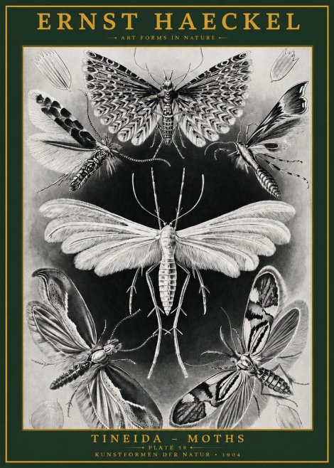 Ernst Haeckel Tineida - Moths No2 - Poster