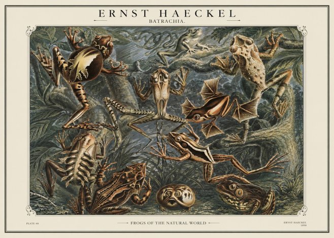 Ernst Haeckel Frogs of the Natural World No1 - Poster