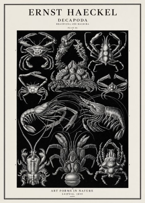 Ernst Haeckel Decapoda Brachyura and Macrura Plate 86 No1 - Poster