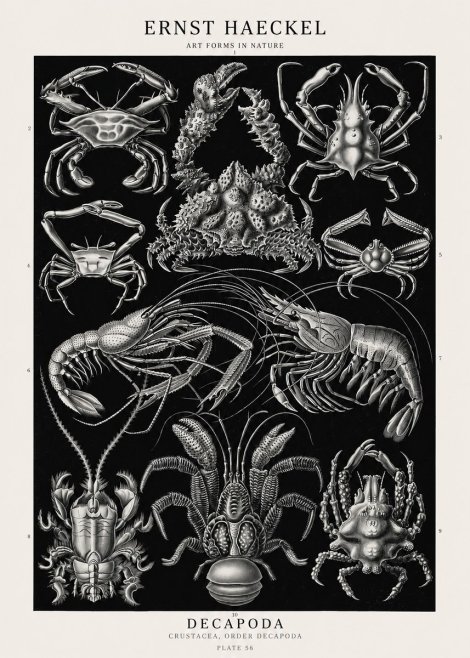 Ernst Haeckel Decapoda Brachyura and Macrura Plate 86 No3 - Poster