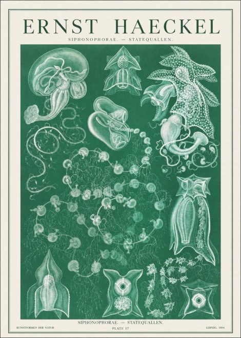 Ernst Haeckel Siphonophorae. — Statequallen. Plate 17 No1 - Poster