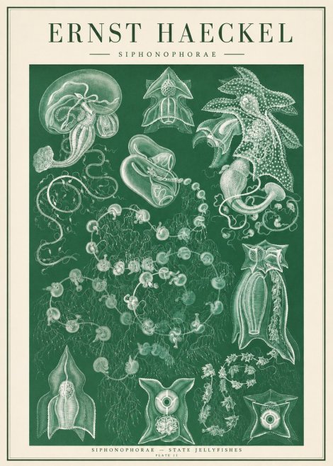 Ernst Haeckel Siphonophorae. — Statequallen. Plate 17 No2 - Poster