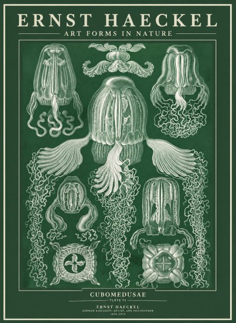 Ernst Haeckel Cubomedusae No3 - Poster