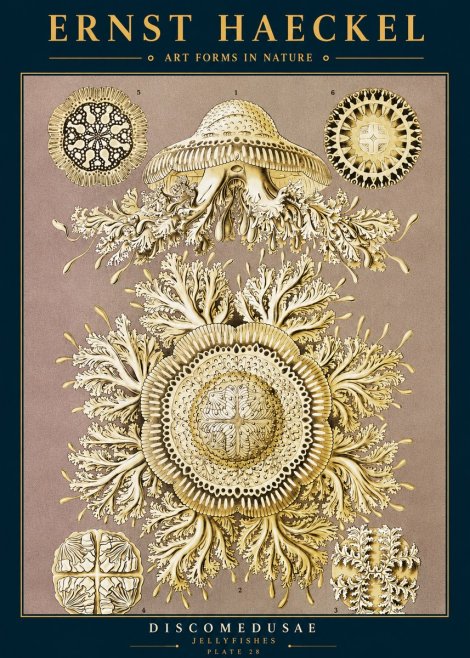 Ernst Haeckel Discomedusae No2 - Poster