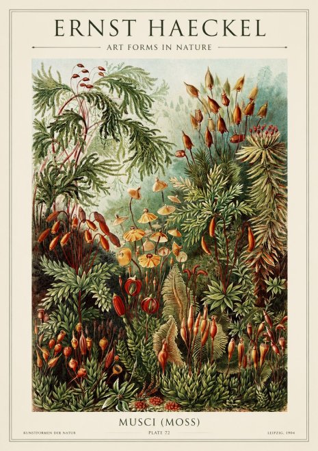 Ernst Haeckel Musci (Moss) No1 - Poster