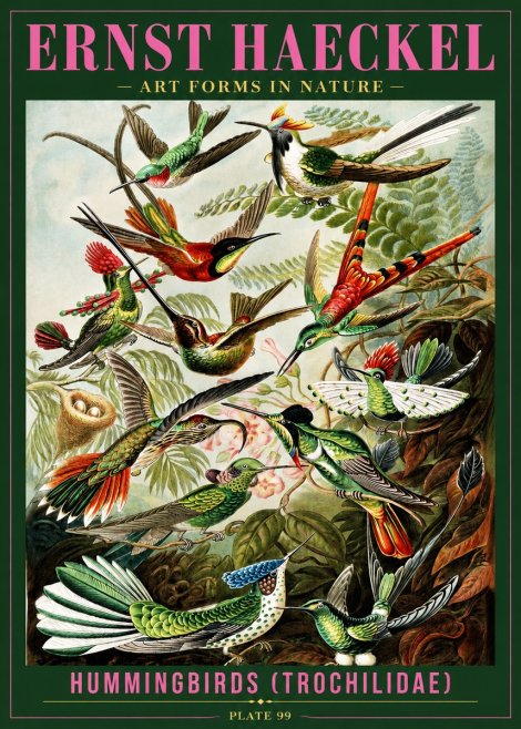 Ernst Haeckel Trochilidae - Hummingbirds No4 - Poster