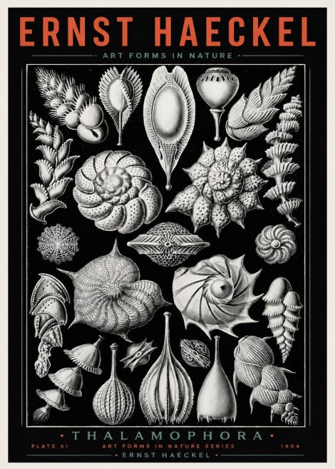 Ernst Haeckel Thalamophora No4 - Poster
