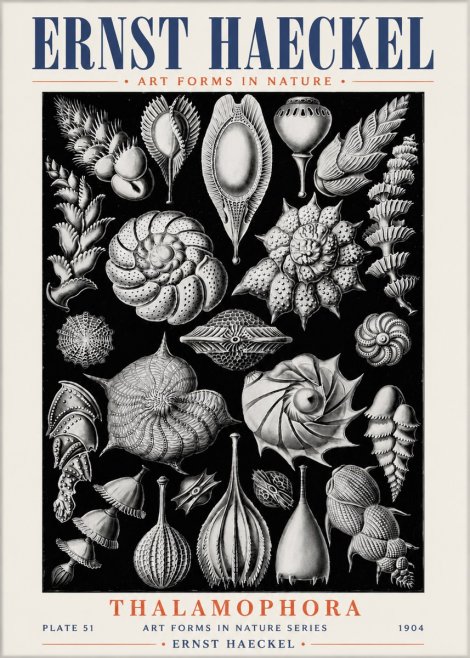 Ernst Haeckel Thalamophora No6 - Poster