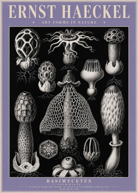 Ernst Haeckel Basimycetes Agaricales No4 - Poster