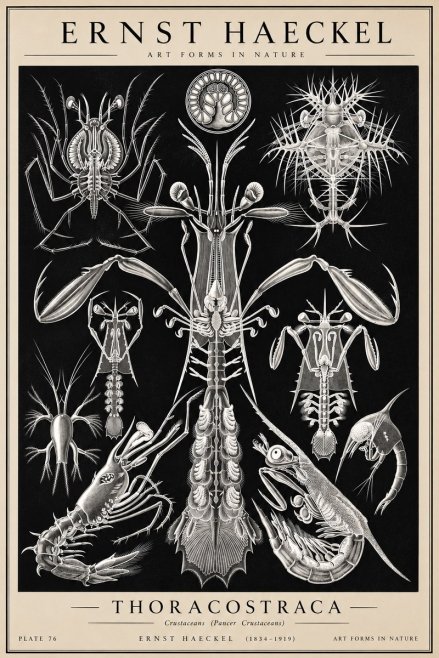 Ernst Haeckel Thoraocostraca - Crustaceans - Plate 76 No2 - Poster