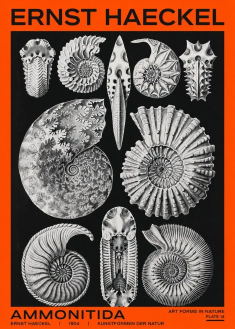 Ernst Haeckel Ammonitida - Ammonites No2 - Poster