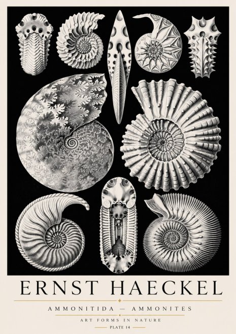 Ernst Haeckel Ammonitida - Ammonites No3 - Poster