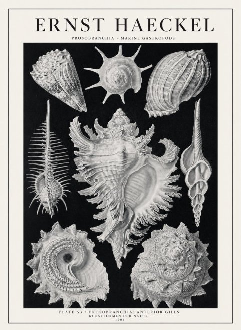Ernst Haeckel Prosobranchia - Marine Gastropods No1 - Poster