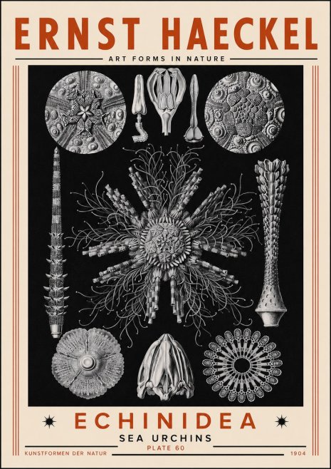 Ernst Haeckel Echinidea Sea Urchins No5 - Poster