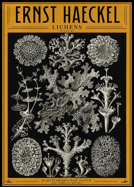 Ernst Haeckel Lichens - Plate 83 No4 - Poster