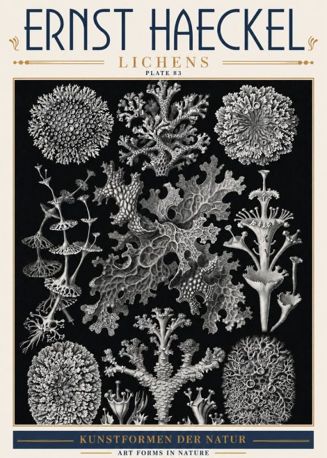 Ernst Haeckel Lichens - Plate 83 No6 - Poster