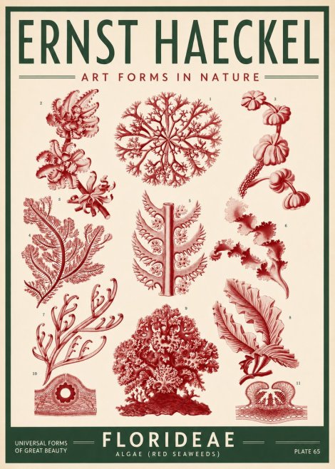 Ernst Haeckel Florideae (Red Seaweeds) No3 - Poster