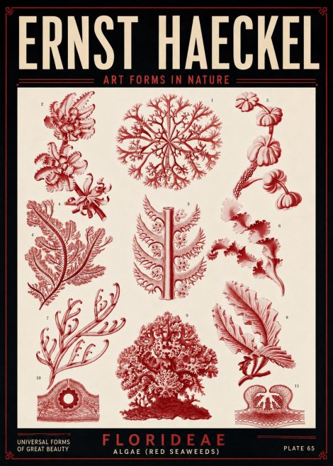 Ernst Haeckel Florideae (Red Seaweeds) No5 - Poster