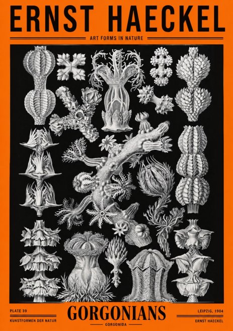 Ernst Haeckel Gorgonians No2 - Poster
