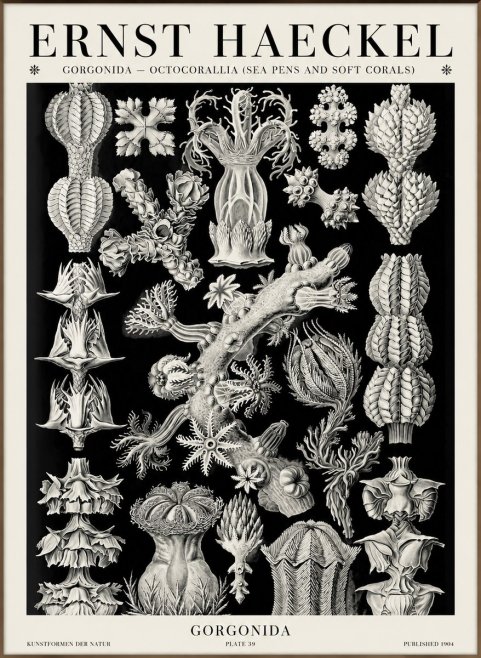 Ernst Haeckel Gorgonians No6 - Poster