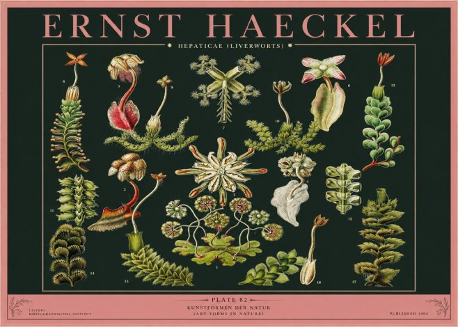 Ernst Haeckel Hepaticae (Liverworts) - Plate 82 No2 - Poster