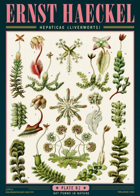 Ernst Haeckel Hepaticae (Liverworts) - Plate 82 No6 - Poster