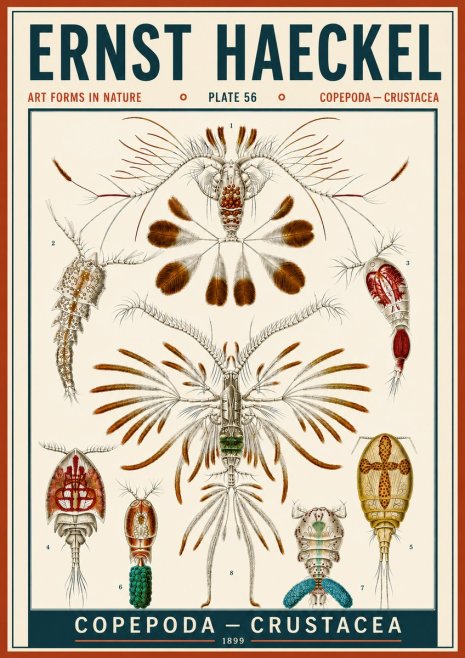 Ernst Haeckel Copepoda — Crustacea Plate 56 No6 - Poster
