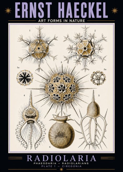 Ernst Haeckel Radiolaria - Plate 1 - Ciregonia No5 - Poster