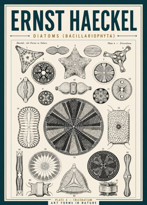 Ernst Haeckel Diatoms (Bacillariophyta) Plate 4 – Triceratium No5 - Poster