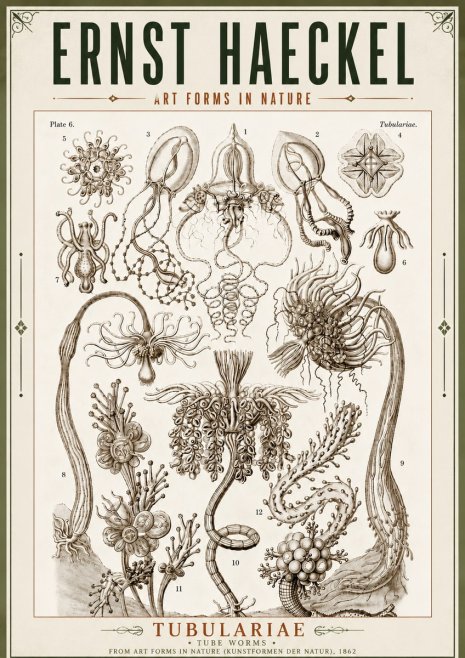 Ernst Haeckel Tubulariae No5 - Poster